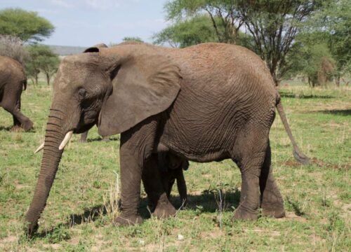 Discover the Wildlife of Ngorongoro Crater A Safari Adventure