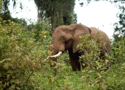 Ngorongoro Crater Tour A Journey into Africa’s Wildlife Wonderland