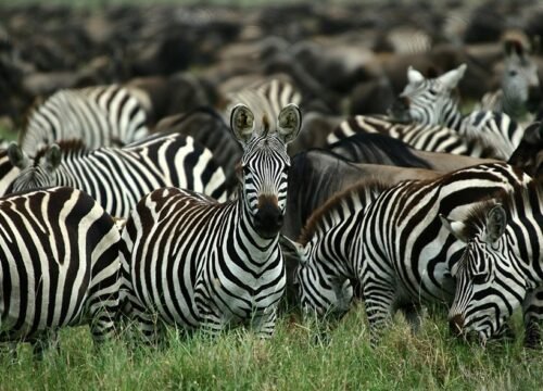 8 Day Safari - Tarangire, Manyara, Serengeti & Ngorongoro