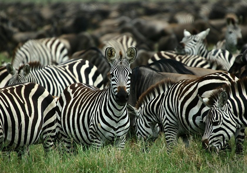 8 Day Safari - Tarangire, Manyara, Serengeti & Ngorongoro
