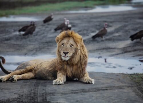 Ultimate 5 Days Tanzania Safari Guide