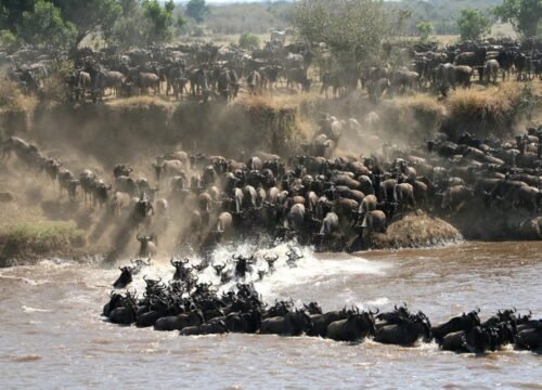 The Great Wildebeest Migration