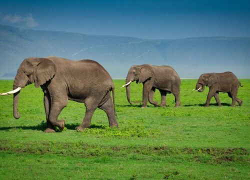 Tanzania Tour Packages 2025-2026