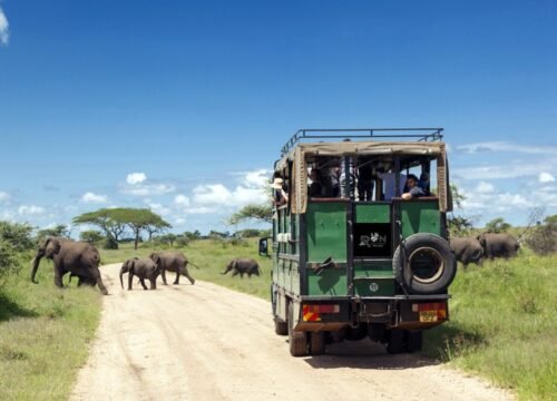 Why Visit Tanzania in the Next Safari Season (2026)