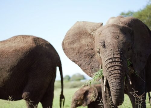 Exploring Tanzania with Kids