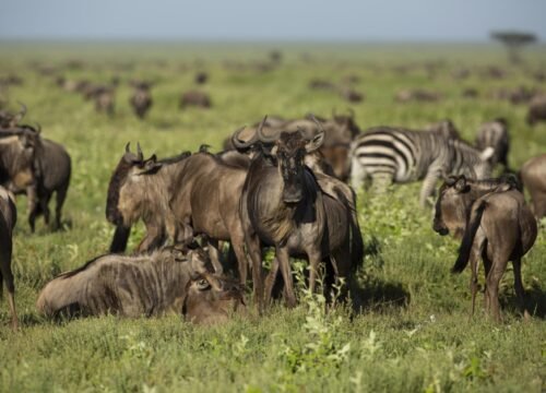 How to Plan and Book a Wildebeest Migration Safari
