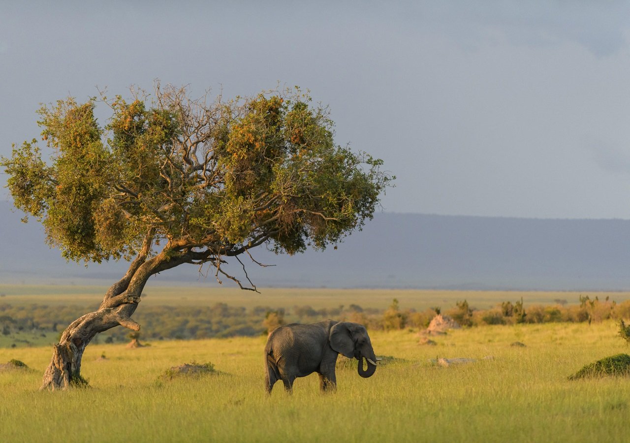 Serengeti Luxury Safari 2025 1 Serengeti Luxury Safari 2025