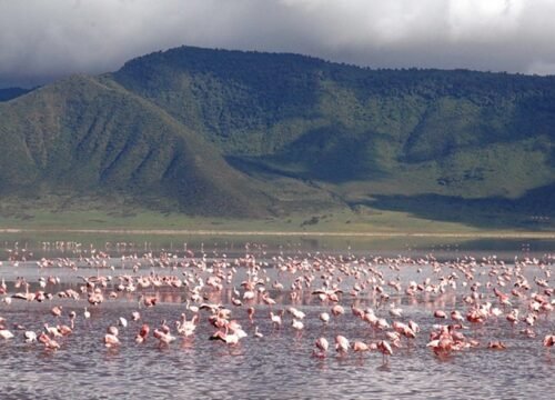 2 Day Fly-In Ngorongoro Crater Safari