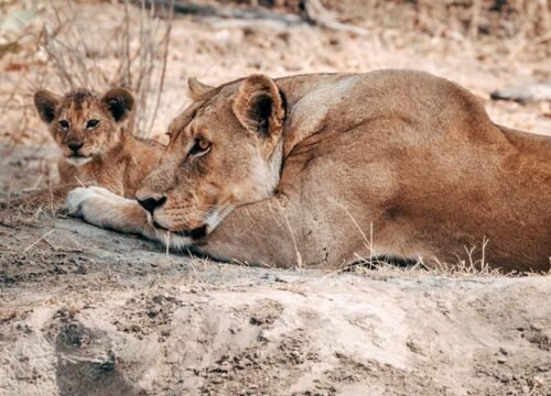 4 Day Fly-In Serengeti - Calving Season