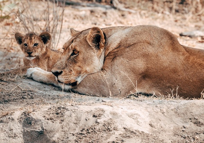 4 Day Fly-In Serengeti - Calving Season