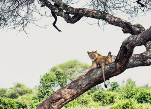 3 Day - Lake manyara, Tarangire and Ngorongoro Crater Tour