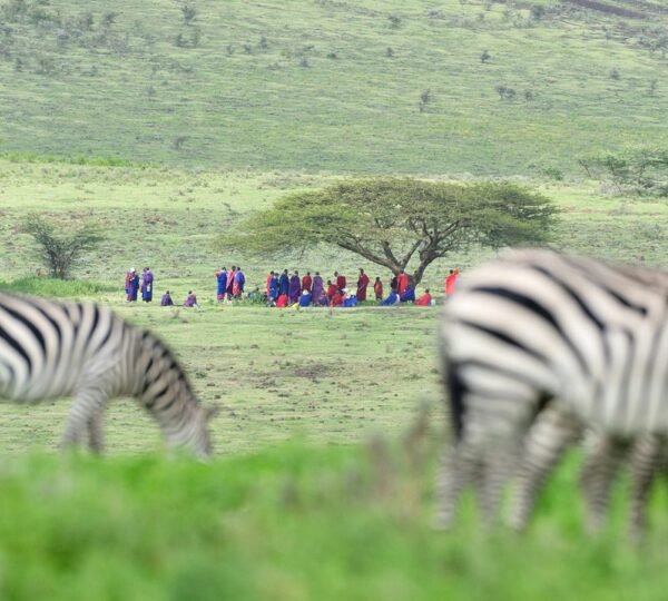 Zebras grazing with Maasai people in Ndutu during the 6-Day Migration Calving Safari.